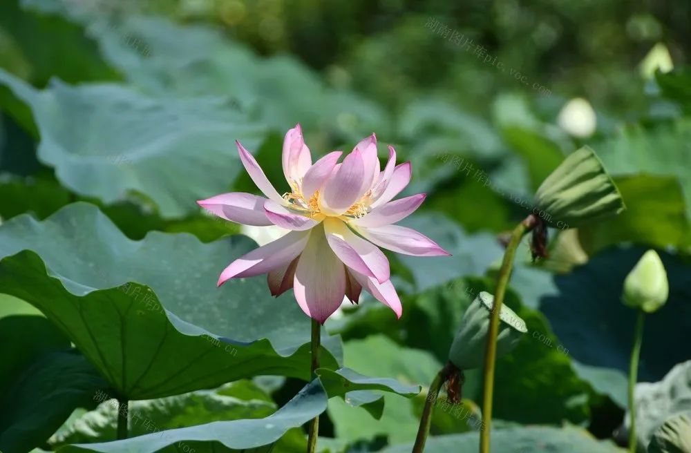圖片